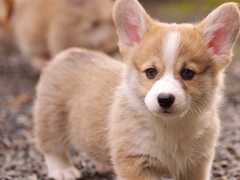 泰州卡迪根威尔士柯基犬