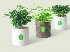 杭州绿植出租