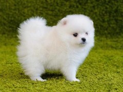 银川博美犬价格