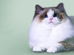 福州波米拉猫价格