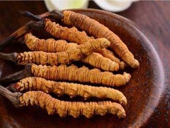 漳州冬虫夏草回收