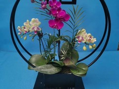 西安花卉