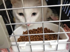 唐山宠物猫托运公司
