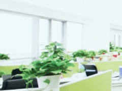南昌绿植价格
