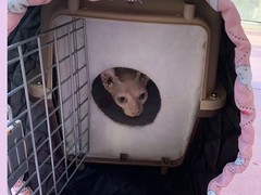 连云港宠物猫托运
