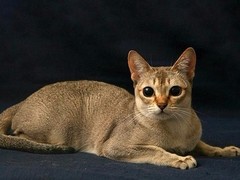 东莞新加坡猫领养