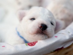 绍兴比熊
