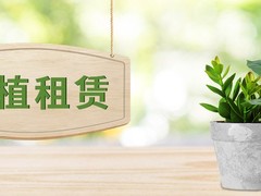 许昌绿植盆栽