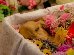 开封宠物殡葬