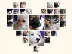 上海松江区流浪猫狗宠物小动物收养收容救助领养中心基地站