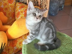 长沙重点色短毛猫出售