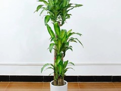 郑州绿植订购