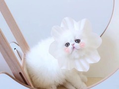 绍兴波斯猫领养