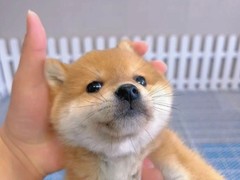 遵义柴犬