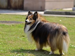 贵阳喜乐蒂牧羊犬