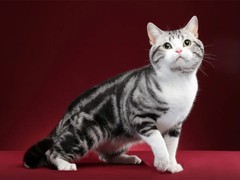 唐山英国短毛猫出售