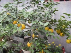 无锡绿植订购电话