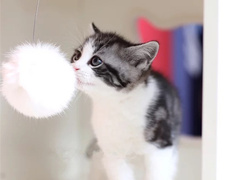 鑫鑫猫舍