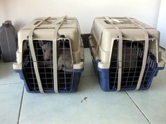 保定国内宠物托运