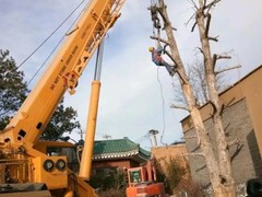 聊城城市绿化