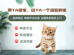 宁波奥西猫出售