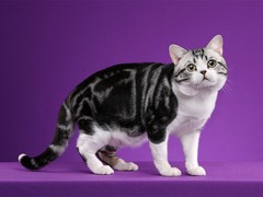 潍坊英国短毛猫出售