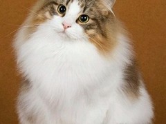 温州挪威森林猫领养