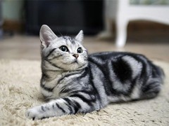 西宁异国短毛猫领养