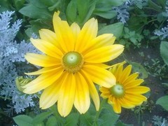 长沙花卉批发