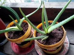 绵阳鲜花店