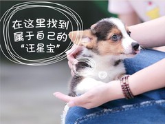 爱宠家园