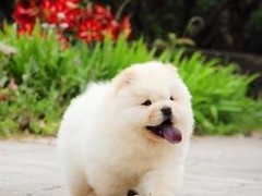 宿迁松狮价格