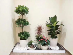 北京綠植租擺