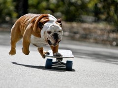 哈尔滨法国斗牛犬