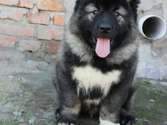 开封高加索犬领养