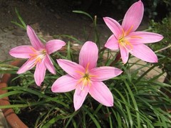 三亚鲜花订购