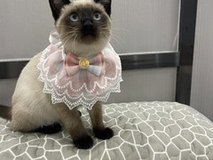 镇江暹罗猫领养