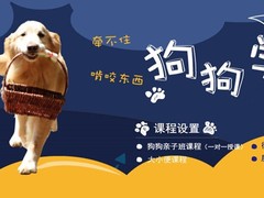 重庆宠物狗训练