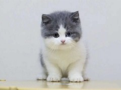 台州异国短毛猫出售