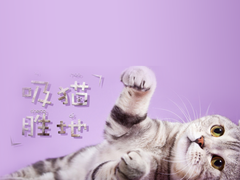 潍坊布偶猫出售