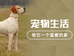 天津德国硬毛波音达