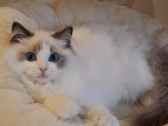 杭州布偶猫领养