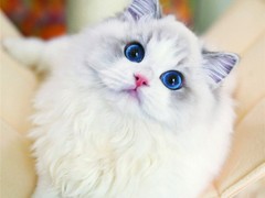 雅致猫舍