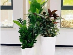 北京綠植花卉租賃租擺