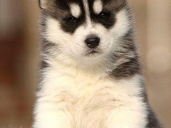 凡熙犬舍2