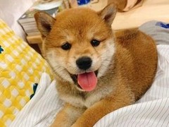 桂林柴犬出售