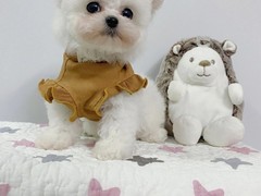 咸阳小比熊
