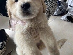 洛阳金毛犬多少钱
