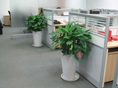 唐山办公室绿植租摆