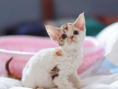 广州德文卷毛猫出售